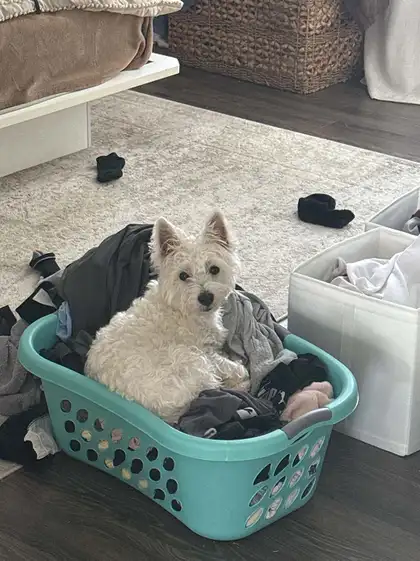 Tuna the dog sitting in a laundry basket